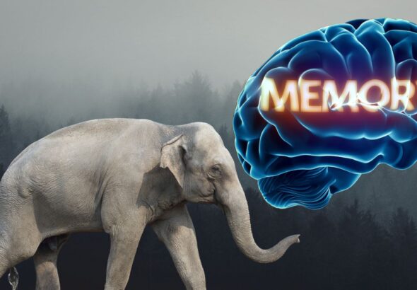 Elephant Memory Facts