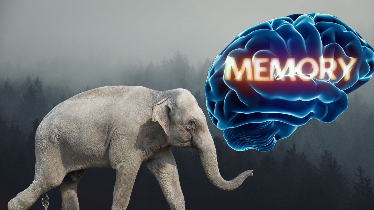Elephant Memory Facts