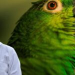 How to Boost Immunity of Pet Birds Naturally