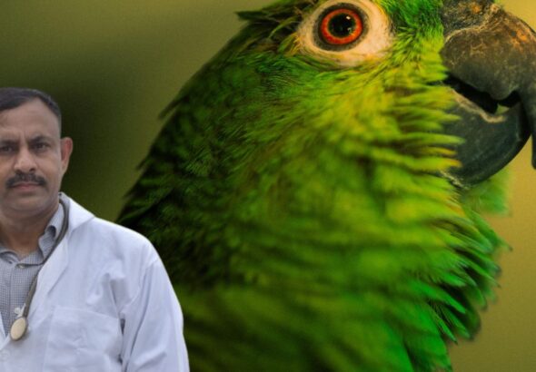 How to Boost Immunity of Pet Birds Naturally