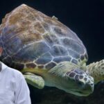 How to Build Turtle Habitat at Home