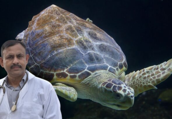 How to Build Turtle Habitat at Home