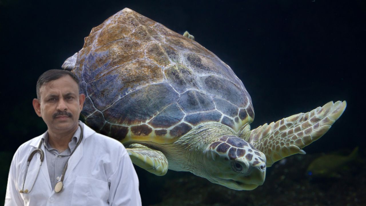 How to Build Turtle Habitat at Home