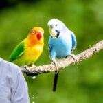 Lovebirds Care Guide