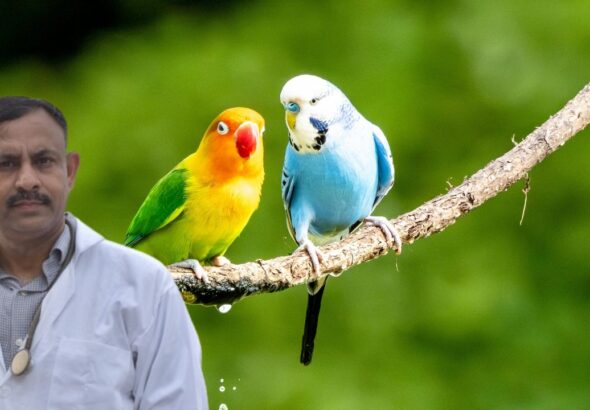 Lovebirds Care Guide