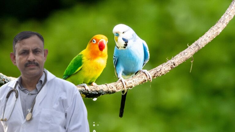 Lovebirds Care Guide