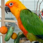 Parrot Talking Training Guide