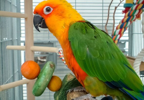 Parrot Talking Training Guide
