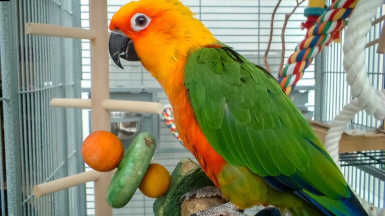 Parrot Talking Training Guide