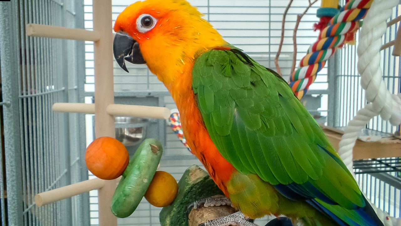 Parrot Talking Training Guide