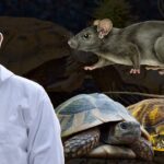 Protect Turtle from Rats