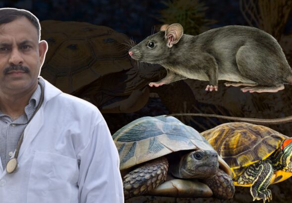 Protect Turtle from Rats