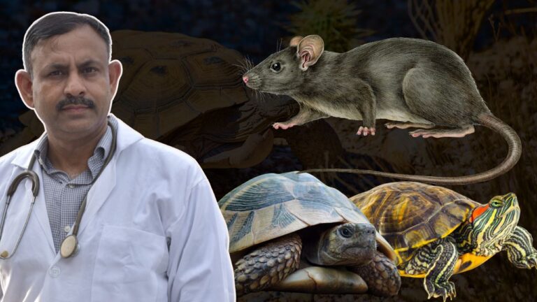 Protect Turtle from Rats