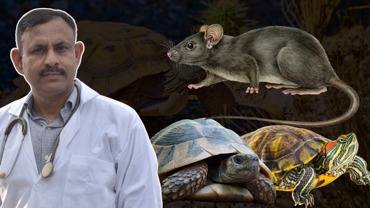 Protect Turtle from Rats