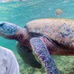 Shell Rot in Turtles