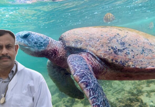 Shell Rot in Turtles