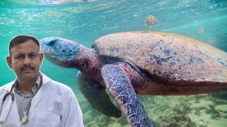 Shell Rot in Turtles