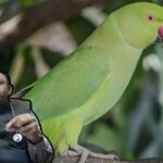 Toxic Foods For Parrots