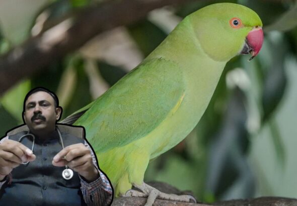 Toxic Foods For Parrots