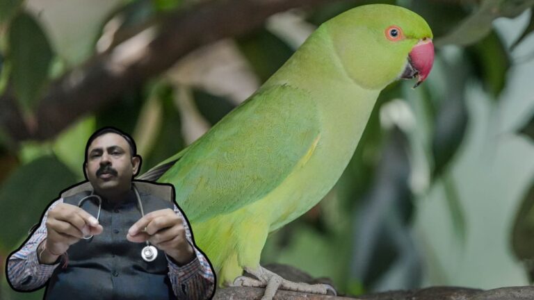 Toxic Foods For Parrots