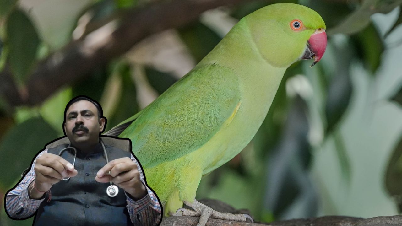 Toxic Foods For Parrots