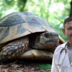 Trtle Care In Summer