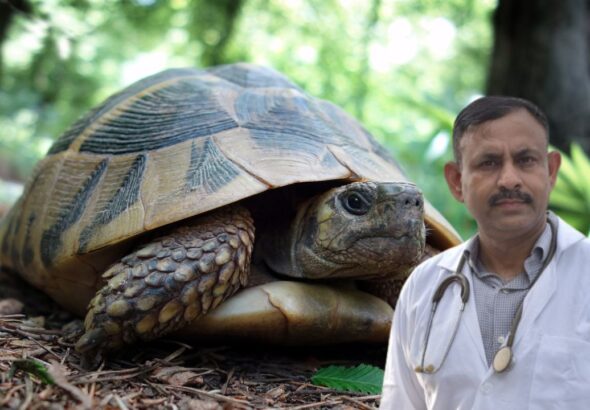 Trtle Care In Summer