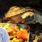 Turtle Diet