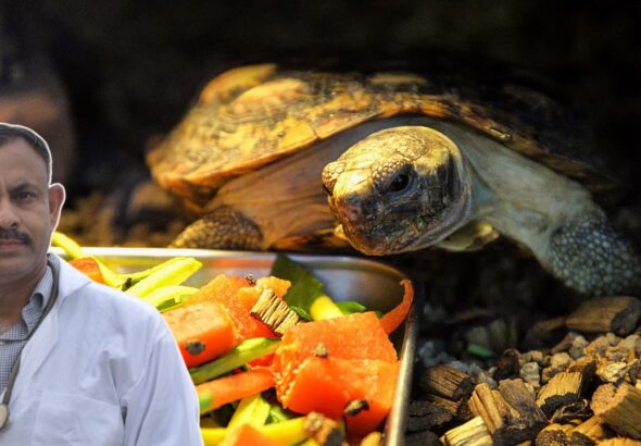 Turtle Diet