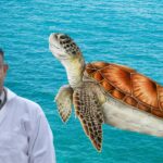 Turtle Diseases Symptoms Causes Treatment