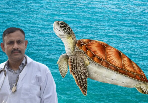 Turtle Diseases Symptoms Causes Treatment