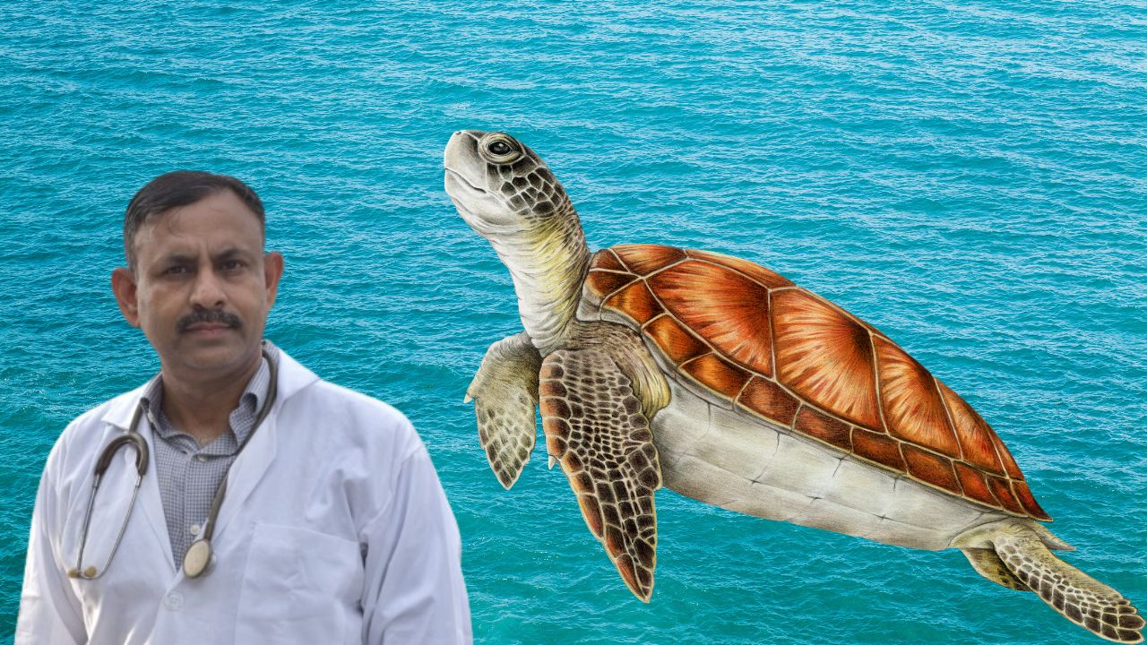 Turtle Diseases Symptoms Causes Treatment