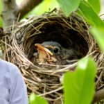 What to Feed Baby Birds