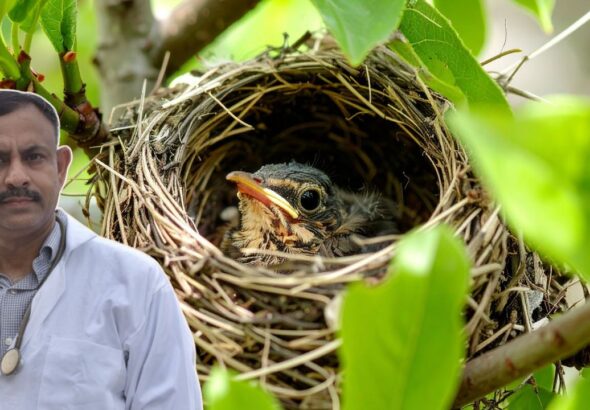 What to Feed Baby Birds