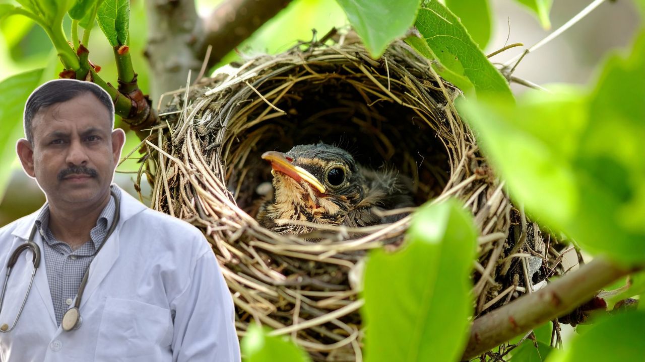 What to Feed Baby Birds