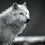 Why do wild animals attack humans?