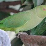 best diet for parrots