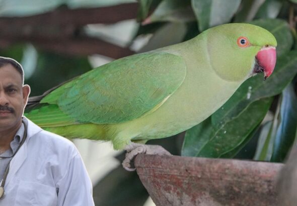 best diet for parrots