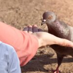 bird emotional bond with humans
