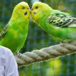 budgie health problems