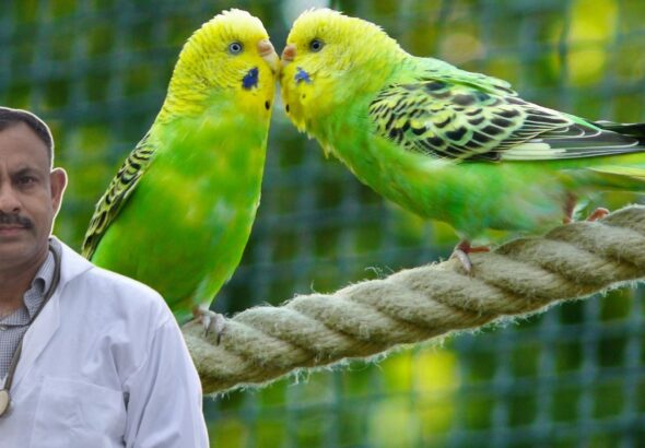 budgie health problems