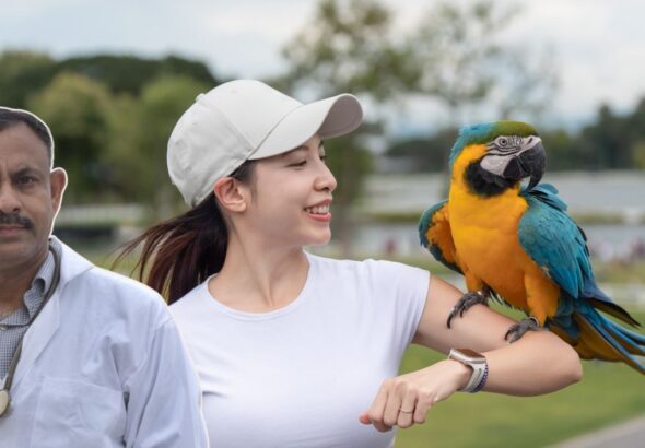 can birds recognize their owners (1)