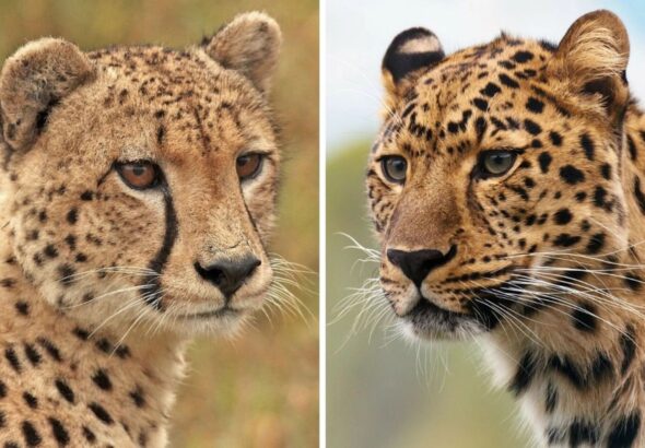 cheetah vs leopard