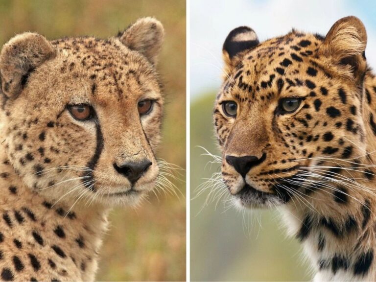 cheetah vs leopard