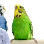 how to identify budgie gender