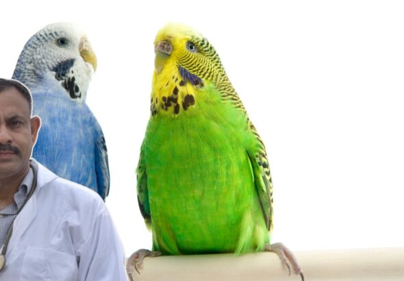 how to identify budgie gender