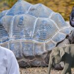 longest living wild animal: