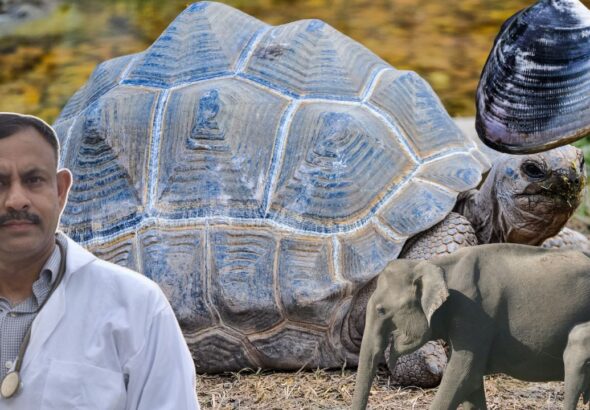 longest living wild animal: