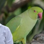 parrot diet India