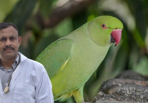 parrot diet India